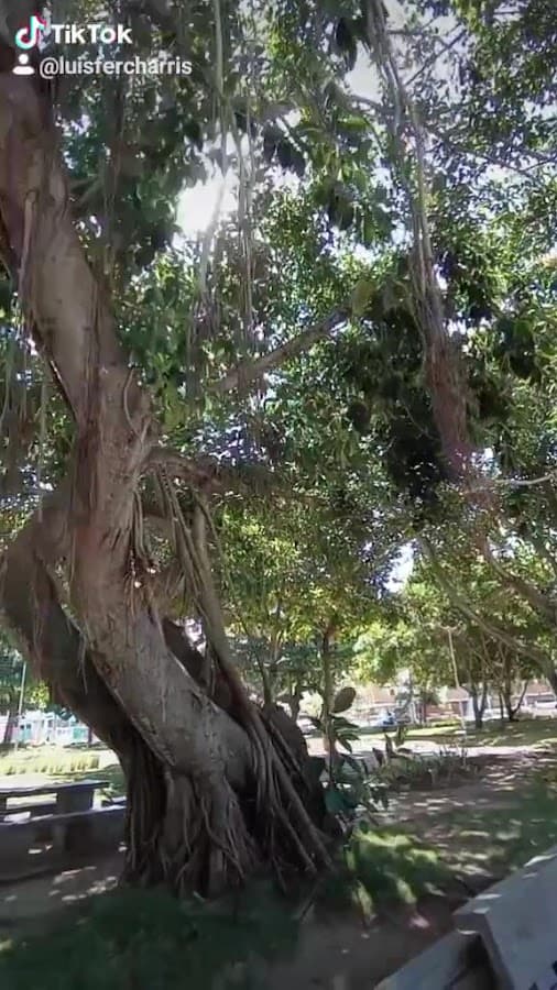 Parque Venezuela — foto