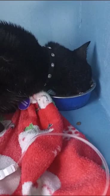 Urgencias veterinarias 24 horas Clínica RAZA - Pasadena — foto