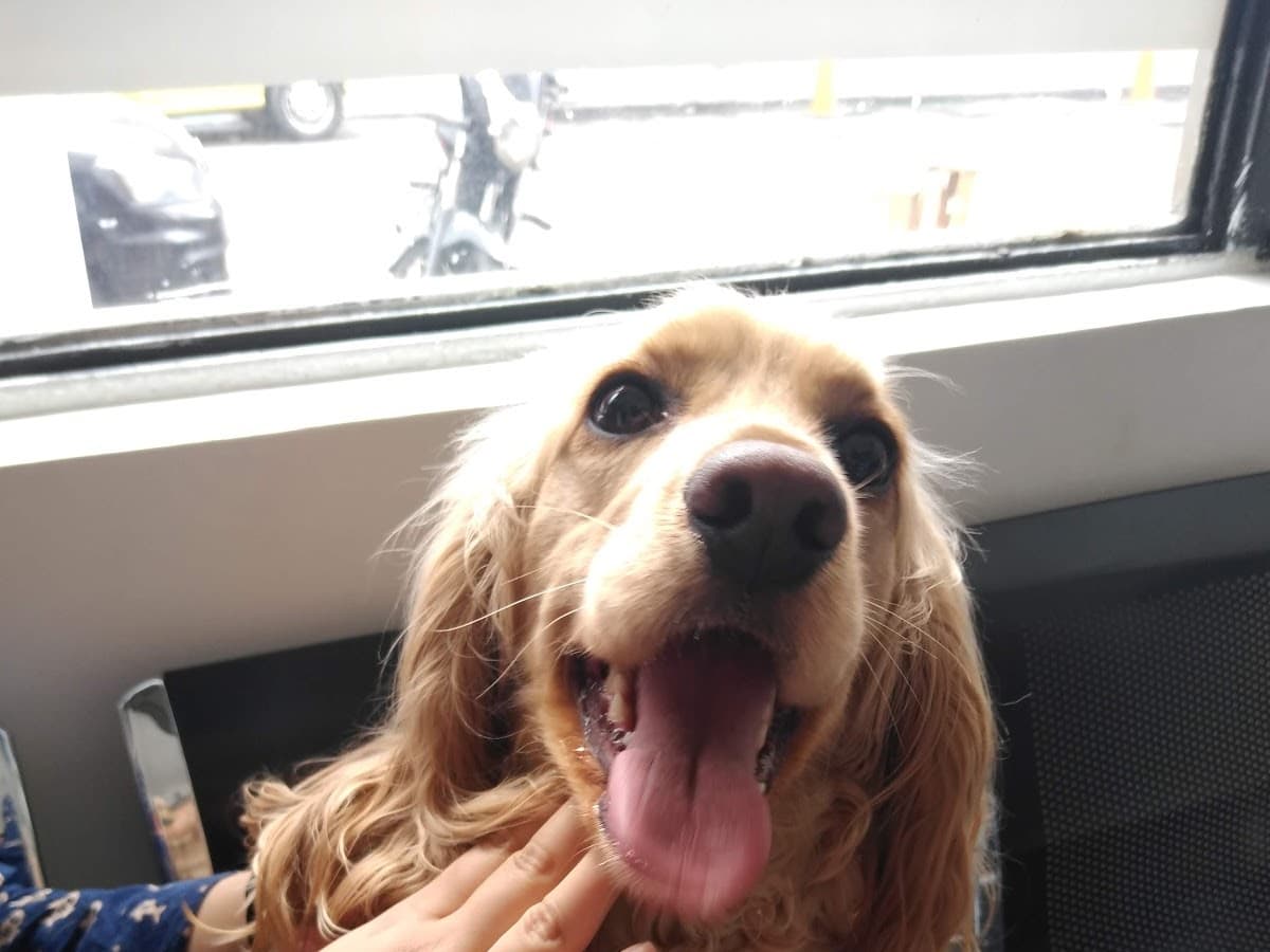 Clínica Veterinaria CPA - Urgencias 24 horas - Sede Teusaquillo - Bogotá — foto