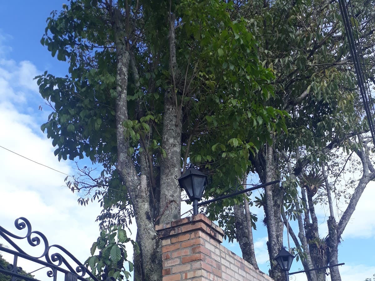 COLEGIO BILINGÜE AVANCEMOS — foto