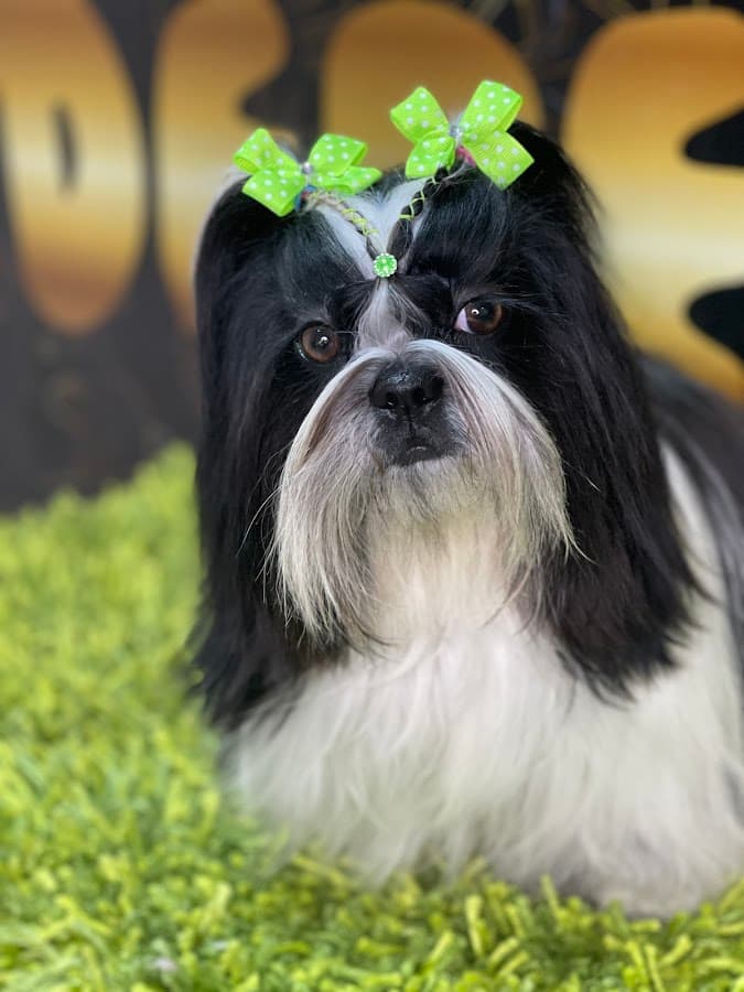 Depelos spa animal