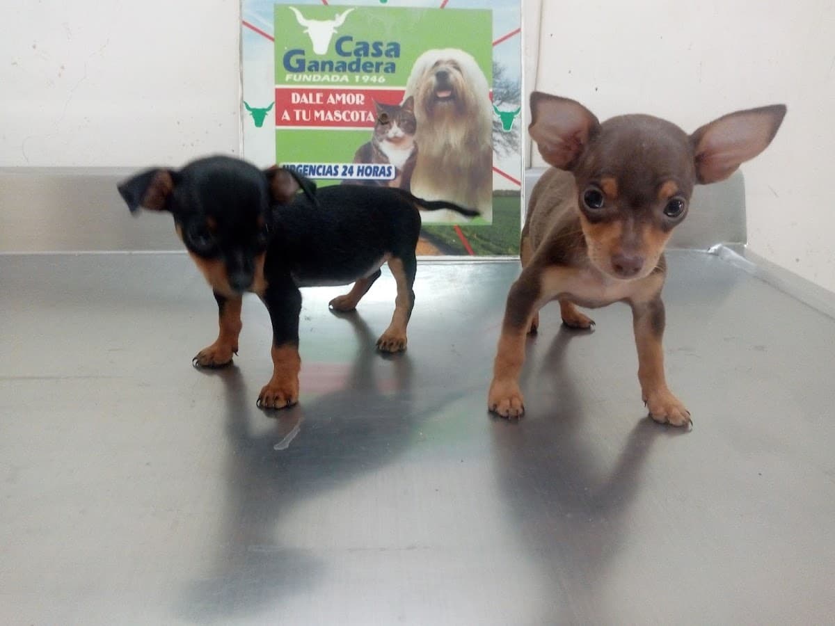 Casa Ganadera-PELUQUERIA CANINA — foto