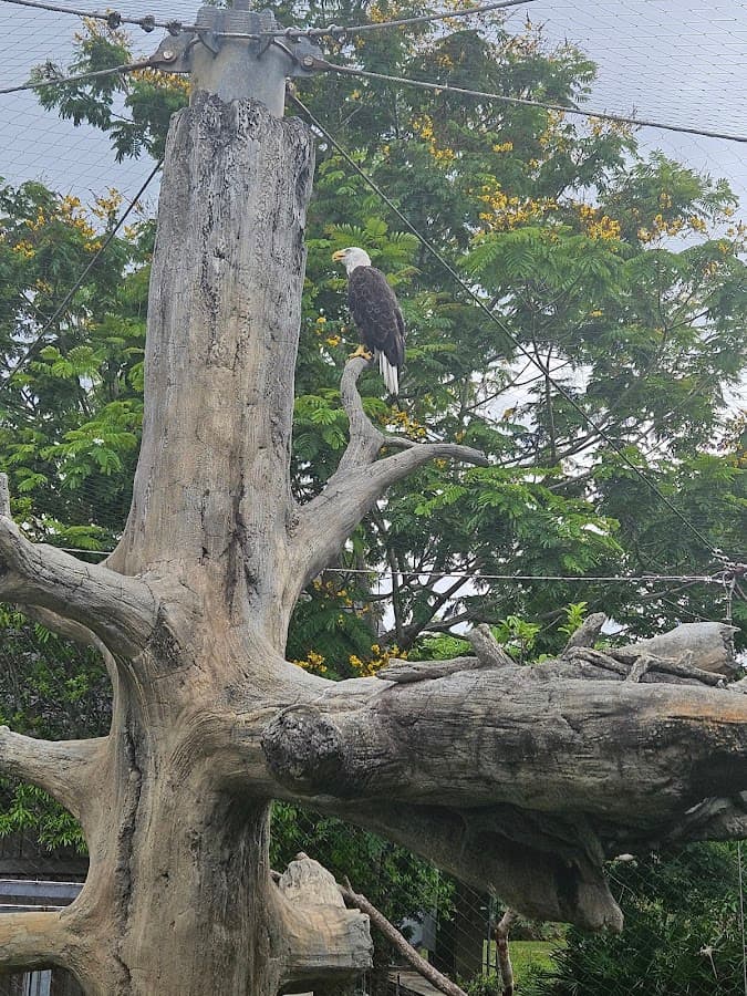 Zoológico de Miami — foto