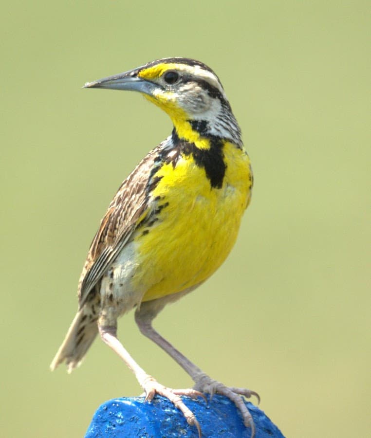 Villavistar