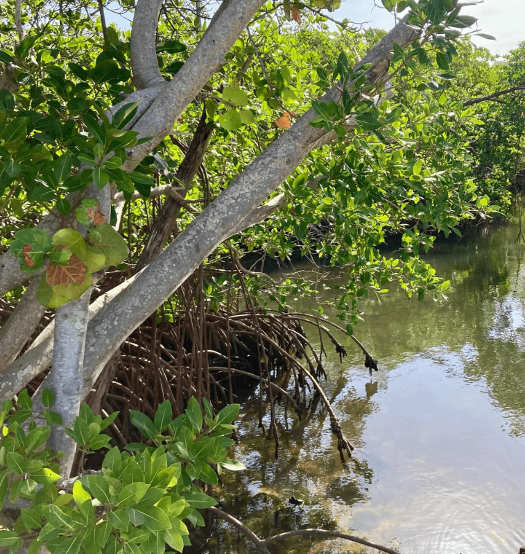 Hugh Taylor Birch State Park — foto