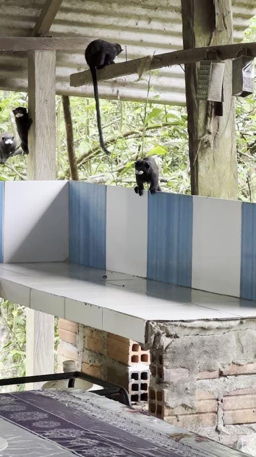 My Amazon Tours — foto