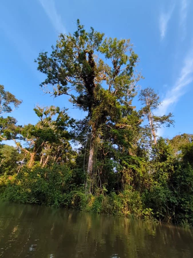 My Amazon Tours — foto