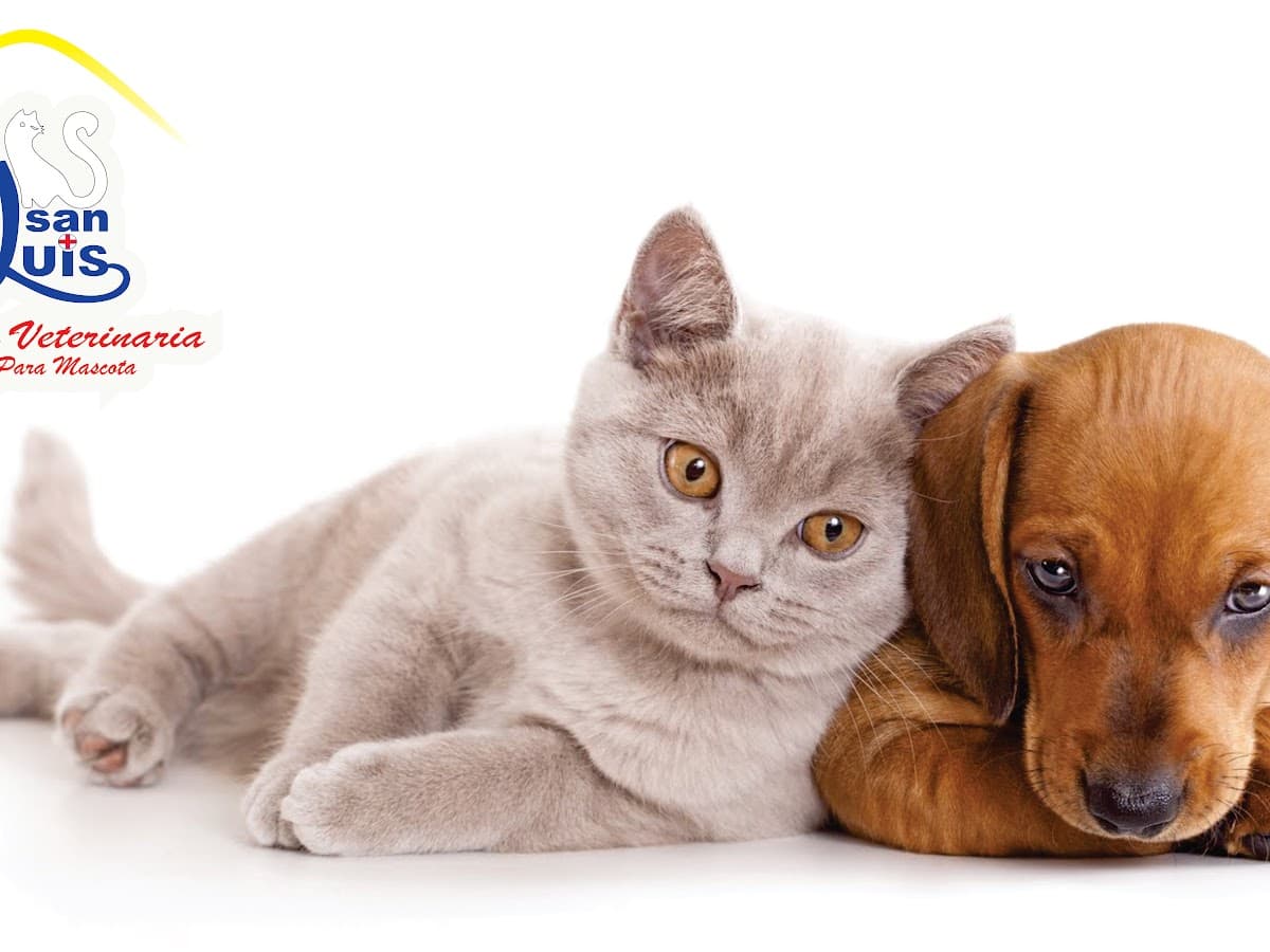 Veterinaria Dr. Mascota — foto