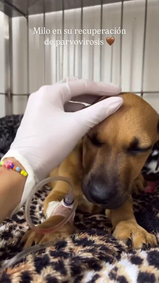 Clínica Veterinaria Hércules sede 1 — foto