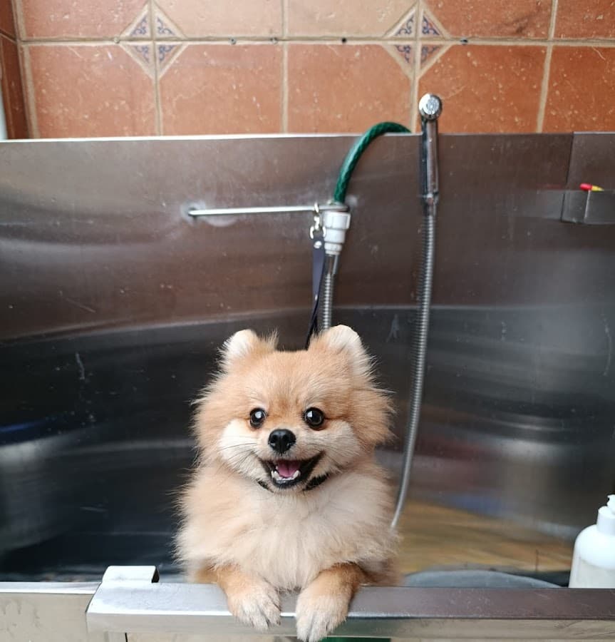 Luis Grajales Estilista Canino o groomer Profesional Villavicencio — foto
