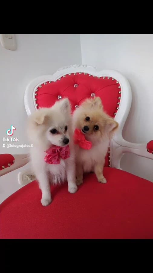 Luis Grajales Estilista Canino o groomer Profesional Villavicencio — foto
