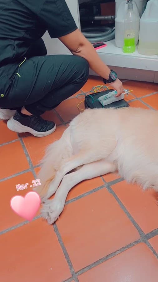 Perros & Gatos | Veterinaria — foto