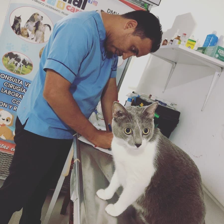 Centro Médico Veterinario Y Spa Animal Care — foto