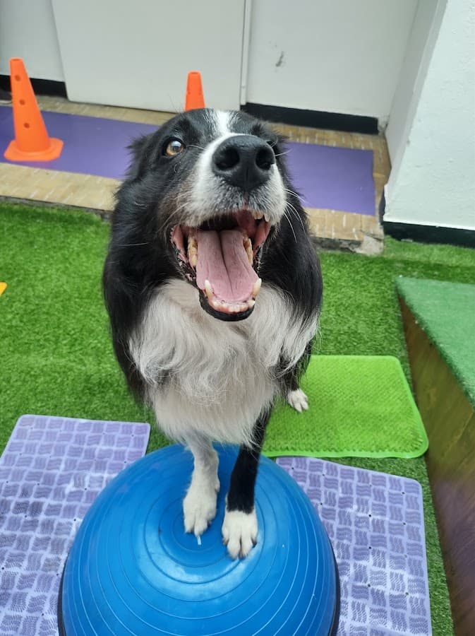 Therapy Paws Fisioterapia y Rehabilitación Veterinaria Ibagué — foto