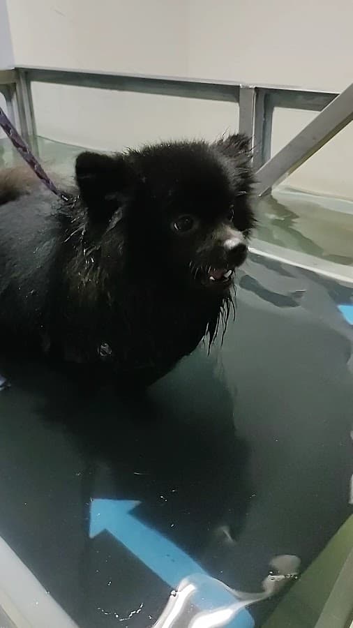 Therapy Paws Fisioterapia y Rehabilitación Veterinaria Ibagué — foto