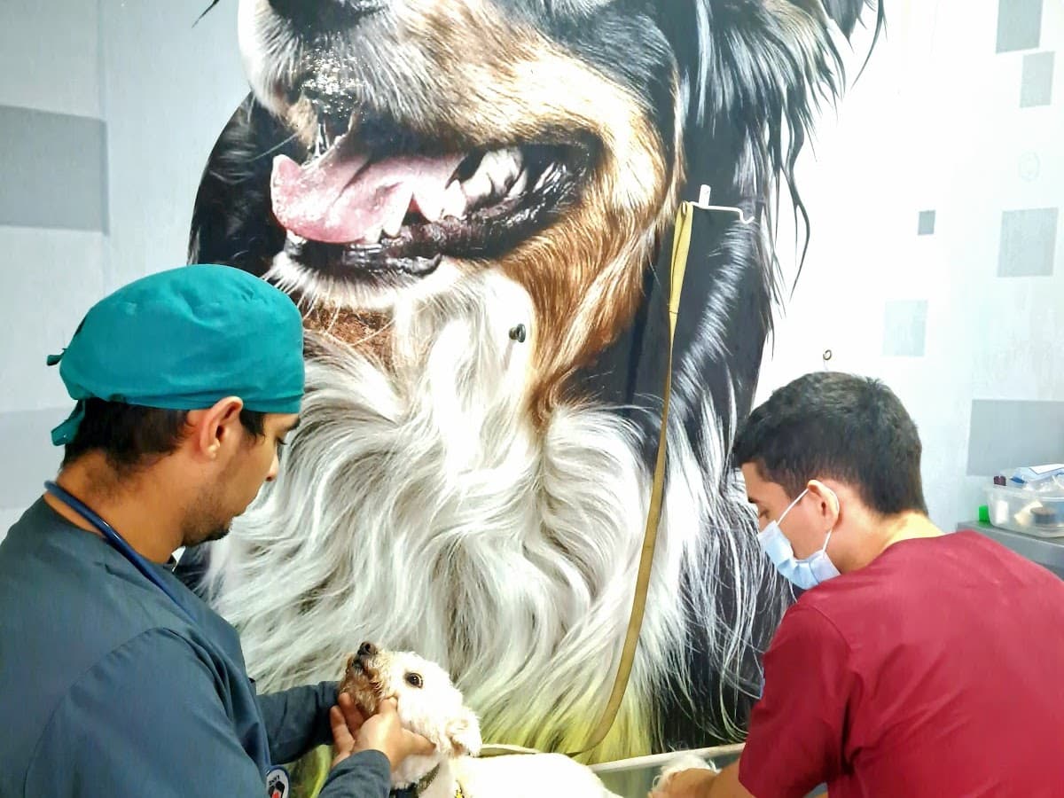 Clínica Veterinaria del Tolima — foto